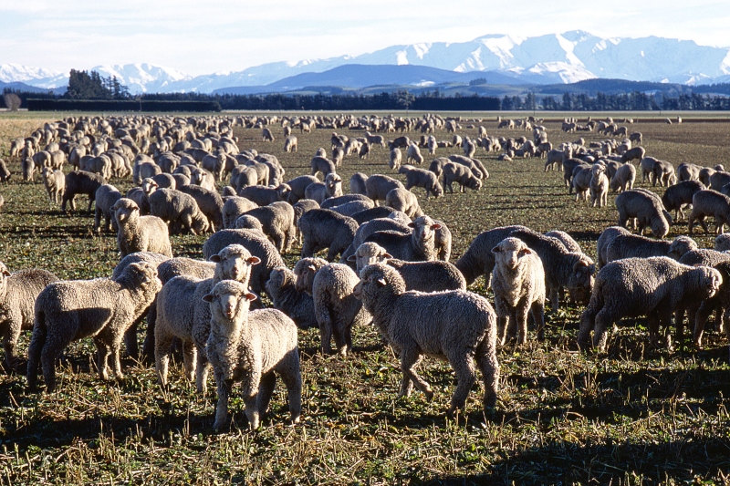 Sheep, New Zealand