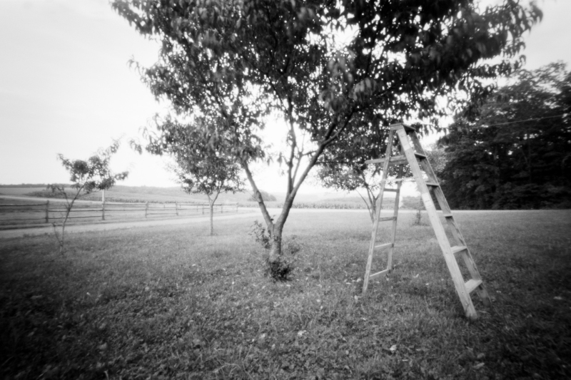 Peach tree, Ondu Pinhole Ilford FP4+