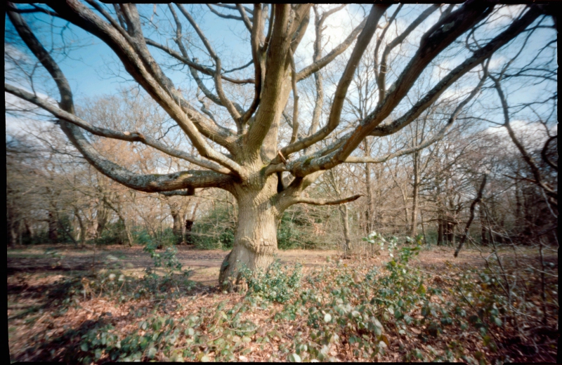 Forest, Ondu Pinhole