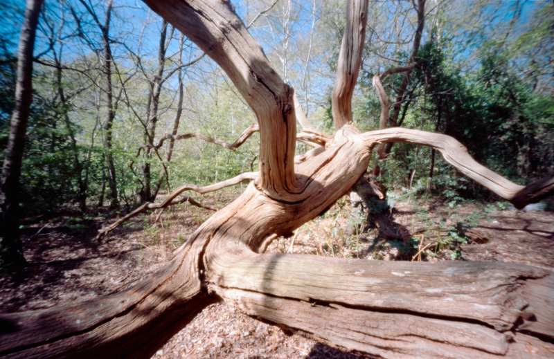 Forest, Ondu Pinhole