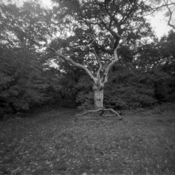 Forest, Ondu Pinhole