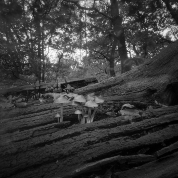 Forest Fungi, Pinhole