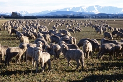 New Zealand Sheep