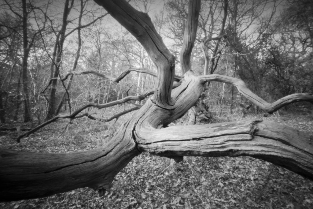 Fallen tree taken with Ondu 6x9 Pinhole Camera and Ilford Photo FP4+